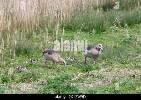 Ägyptische Gänse, männliche Weibchen und drei Gänse auf einem grasbewachsenen Feld fressen Stockfoto