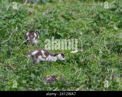 Zwei junge ägyptische Gänse, die auf einem grasbewachsenen Feld essen Stockfoto