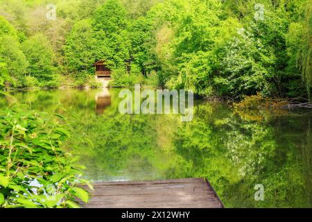 Ein Teich im Buchenwald. Naturlandschaft mit Bäumen, die auf der Wasseroberfläche reflektieren. Hintergrund für Sommerferien Stockfoto