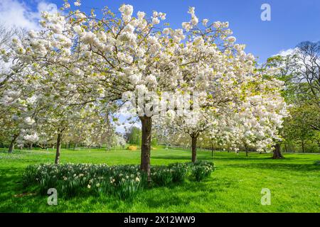 Weiße Kirschblüte auf Bäumen im Nottingham University Park Campus Nottingham Nottinghamshire England GB Großbritannien Europa Stockfoto