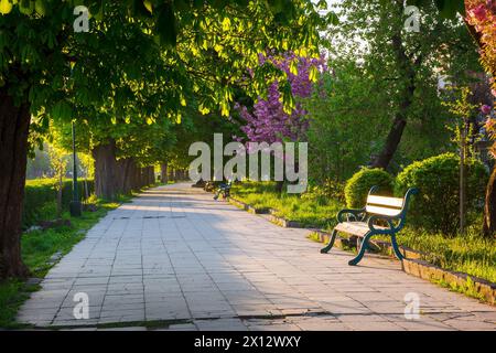 Gasse mit Kastanienbäumen im Morgenlicht. Bank an der Seite eines gepflasterten Fußwegs. Wunderschöne urbane Landschaft der Stadt uschhorod im Frühling Stockfoto