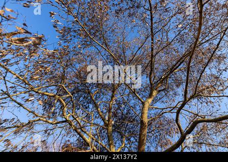 Samen hängen im Februar an Akazienzweigen, ein Akazienbaum mit Samen in Schoten bei sonnigem Wetter Stockfoto