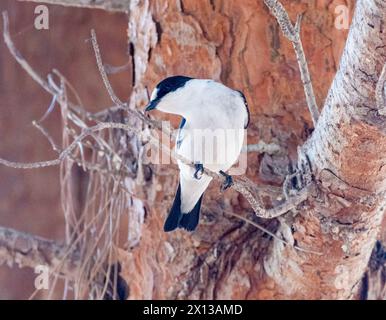 Flycatcher mit Kragen (Ficedula albicollis), Paphos, Zypern Stockfoto