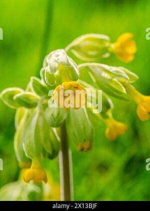 Blühender Kuhrutsch im Garten. Gelbe Blüten in Nahaufnahme. Primula veris. Wächst in den Salzwiesen der Küste von Lincolnshire. Stockfoto