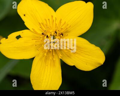 Nahaufnahme eines Makrofotos der gelben Sumpfblume. Auch bekannt als Cowslip, Kingcup und May Blob. Stockfoto