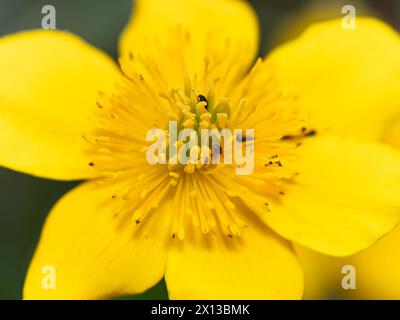 Nahaufnahme eines Makrofotos der gelben Sumpfblume. Auch bekannt als Cowslip, Kingcup und May Blob. Stockfoto