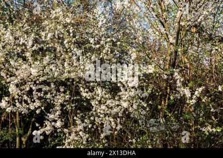 Kirsch- oder Apfelbäume blühen über verschwommenem Naturhintergrund. Frühlingsblumen Stockfoto