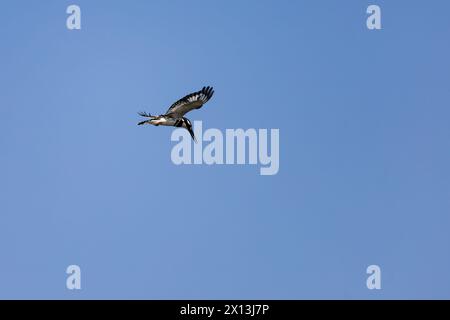 Ägyptischer Rattenvogel, Ceryle Rudis Rudis, schwebend über dem Nil, Ägypten Stockfoto