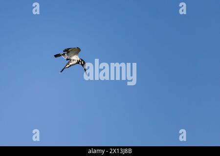 Ägyptischer Rattenvogel, Ceryle Rudis Rudis, schwebend über dem Nil, Ägypten Stockfoto