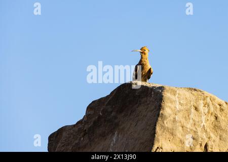 Eurasischer Wiedehopf, Upapa epops, sitzt auf einem Stein mit klarem blauem Himmel. Ägypten Stockfoto