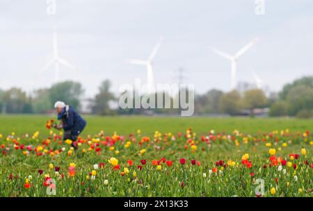 Meldorf, Deutschland. April 2024. Eine Frau pflückt Blumen auf einer Blumenwiese in Meldorf. Quelle: Marcus Brandt/dpa/Alamy Live News Stockfoto