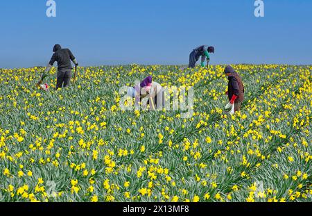 Kinneff Aberdeenshire Schottland Narzissen Felder im Frühling vier Arbeiter in den Reihen der gelben Blumen Stockfoto