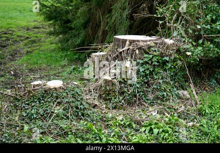 Der Stumpf eines kürzlich gefällten Baumes in Linolnshire, England, Großbritannien. Stockfoto