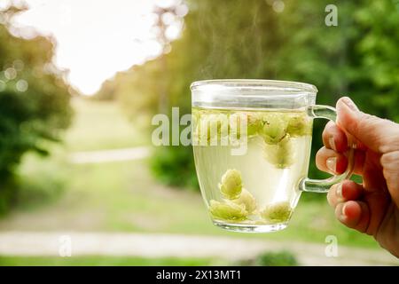 Pflanzliches medizinisches Teegetränk aus Humulus lupulus, dem gewöhnlichen Hopfen oder Hopfen. Frau Hand hält heiße dampfende Tasse Tee mit Sonnenuntergang Natur auf Hintergrund Stockfoto