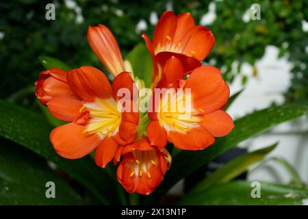 Erstaunliche orange und gelbe Buschlilie (Clivia miniata) Stockfoto