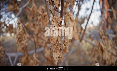 Nahaufnahme getrockneter brauner Blätter an einem Baumzweig in murcia, spanien, was auf jahreszeitliche Herbstveränderungen hindeutet. Stockfoto