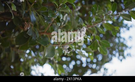 Nahaufnahme von quercus ilex, einer immergrünen Eiche aus murcia, spanien, mit Schwerpunkt auf ihren verschwommenen Katzenkindern vor einem Bokeh-Hintergrund. Stockfoto