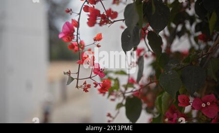 Nahaufnahme von pulsierenden Bougainvillea glabra, rosa Blumen im Kontrast zu grünen Blättern und einem unscharfen Hintergrund. Stockfoto