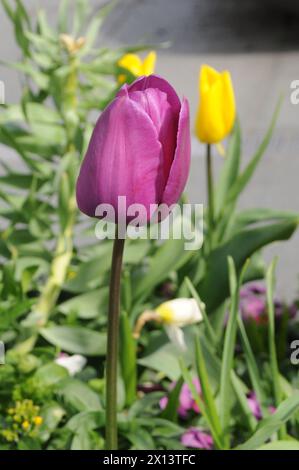 Kopenhagen, Dänemark /15. April 2024/Tulpen- und Gänseblümchenblumen sowie Blumenpflanzen und -Töpfe in der dänischen Hauptstadt (Foto: Francis Joseph Dean/Dean Pictures) Stockfoto