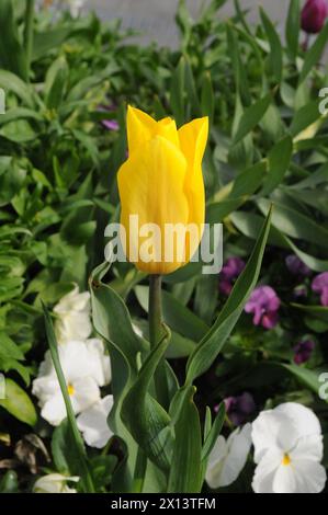 Kopenhagen, Dänemark /15. April 2024/Tulpen- und Gänseblümchenblumen sowie Blumenpflanzen und -Töpfe in der dänischen Hauptstadt (Foto: Francis Joseph Dean/Dean Pictures) Stockfoto