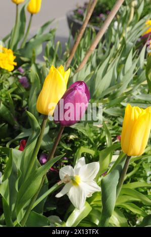 Kopenhagen, Dänemark /15. April 2024/Tulpen- und Gänseblümchenblumen sowie Blumenpflanzen und -Töpfe in der dänischen Hauptstadt (Foto: Francis Joseph Dean/Dean Pictures) Stockfoto