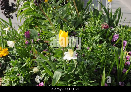 Kopenhagen, Dänemark /15. April 2024/Tulpen- und Gänseblümchenblumen sowie Blumenpflanzen und -Töpfe in der dänischen Hauptstadt (Foto: Francis Joseph Dean/Dean Pictures) Stockfoto