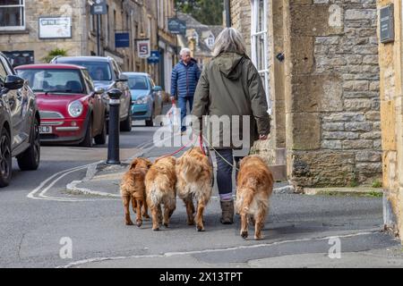 Eine Frau, die vier Golden Retriever entlang einer Straße läuft. Hunde gehen oder Besitz, Hund oder Haustier Gesundheit, Hunde oder ländliches Leben Konzept. Stockfoto