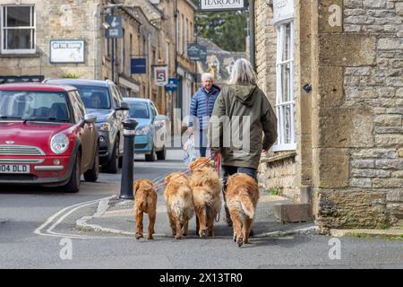 Eine Frau, die vier Golden Retriever entlang einer Straße läuft. Hunde gehen oder Besitz, Hund oder Haustier Gesundheit, Hunde oder ländliches Leben Konzept. Stockfoto