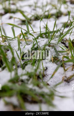 Grüner Weizen im Winter, grüner Weizensprossen im Winter unter dem Schnee Stockfoto