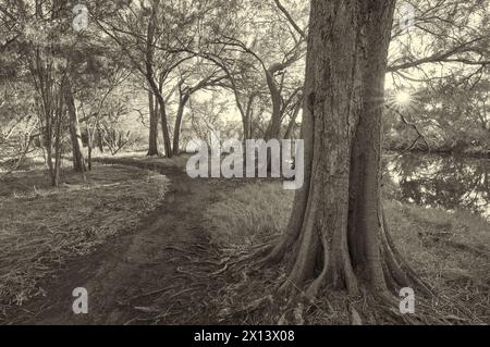 Die Sonne, die über dem Wasser aufgeht und durch Waldbäume und einen Pfad und eine alte Schafeiche im Canning River Regional Park, Perth, Western Australia, strahlt. Stockfoto