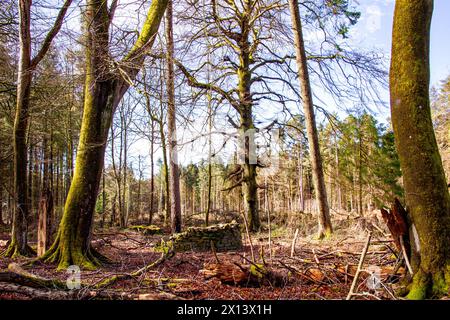 Dundee, Tayside, Schottland, Großbritannien. April 2024. Wetter in Großbritannien: Templeton Woods in Dundee hat eine brillante, milde Frühlingssonne, die einen herrlichen Blick auf die Tierwelt, natürlich geformte Bäume und miteinander verbundene Spaziergänge in der Natur bietet. Quelle: Dundee Photographics/Alamy Live News Stockfoto