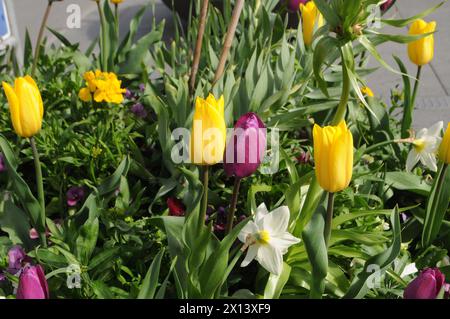 Kopenhagen, Dänemark /15. April 2024/Tulpenblüten und Gänseblümchen sowie Blumenpflanzen und Töpfe in der dänischen Hauptstadt Foto. Francis Joseph Dean/Dean Pictures Stockfoto