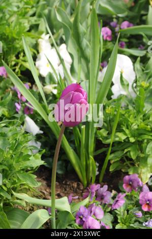 Kopenhagen, Dänemark /15. April 2024/Tulpenblüten und Gänseblümchen sowie Blumenpflanzen und Töpfe in der dänischen Hauptstadt Foto. Francis Joseph Dean/Dean Pictures Stockfoto