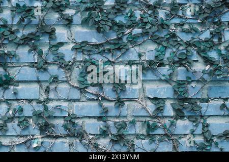 Eine Ziegelmauer mit Dornstämmen, die entlang klettern. In abstraktem Blau-Grün-Ton. Stockfoto