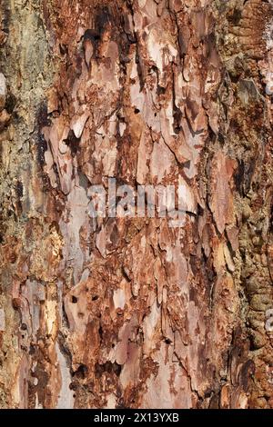 Textur der Dahurischen Lärchenrinde Nahaufnahme. Abstrakter Hintergrund. Natürliches Muster. Stockfoto