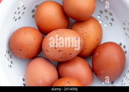 Burford Brown Freilandeier. Stockfoto