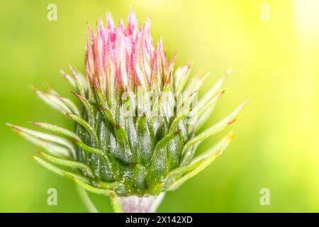 Blühende Mariendistel, gesegnete Mariendistel (Silybum marianum, Carduus marianus), Heilpflanze, Mariendistel, Stockfoto