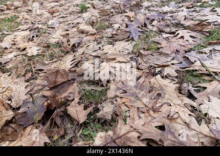 Gefallenes Eichenlaub in der Wintersaison, getrocknetes dunkles Eichenlaub nach dem Winter Stockfoto