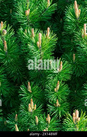 Grüner natürlicher Nadelhund-Hintergrund. Pinus mugo. Zwergkiefer, Bergkiefer, Buschkiefer, Schweizer Bergkiefer, Moorkiefer, Kriechkiefer Stockfoto