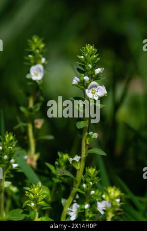 Blume der winzigen Veronica serpyllifolia, Thymianblättrige speedwell, kleine weiße Blüten mit violetten Streifen auf den Blütenblättern Stockfoto