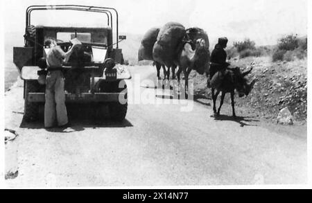 DIE BRITISCHE ARMEE IN NORDAFRIKA UND IM NAHEN OSTEN 1940-1947 - das Alte und das neue! Ein Esel und Kamele, die unsere Trucks auf der Straße der Britischen Armee vorbeifahren Stockfoto