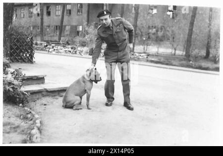 P.O.W. LEBEN IN DEUTSCHLAND - Oberstleutnant Lord Cranley, Kriegsgefangener bei Oflag 79, mit einem deutschen Boxhund, den er außerhalb des Lagers fand und nach der Befreiung des Lagers adoptierte. Brunswick British Army, 21. Armeegruppe Stockfoto