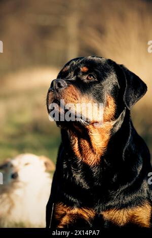 Rottweiler im langen Gras Stockfoto