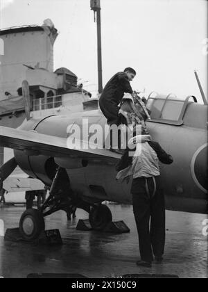 FLEET AIR ARM SERIE, AN BORD DER HMS VICTORIOUS. SEPTEMBER 1942. - Ein Pilot steigt in ein Flugzeug Stockfoto