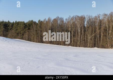 Grüne Kiefern im Winter, Schnee im Winter in einem jungen Kiefernwald auf einem Hügel Stockfoto