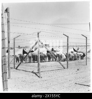 LEBEN IN Einem LIBYSCHEN GEFANGENENLAGER - einige der Gefangenen, die bei Gebeten gesehen wurden, durch den Stacheldraht der britischen Armee Stockfoto