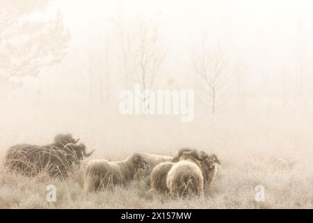 Herbstnebel mit Schafen auf einem Feld an einem schönen novembermorgen in der Nähe von Gasselte, Niederlande Stockfoto