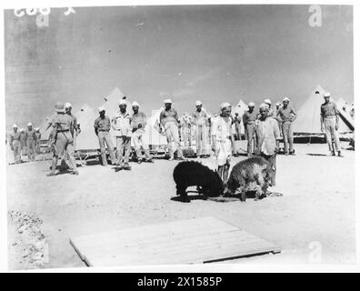 BESUCH DES ITALIENISCHEN KRIEGSGEFANGENENLAGERS - Schafe, die während des Besuchs der britischen Armee geopfert wurden Stockfoto