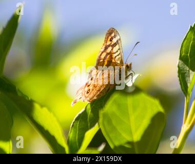 Mauerbrauner Schmetterling auf den Blättern eines Orangenbaums Stockfoto