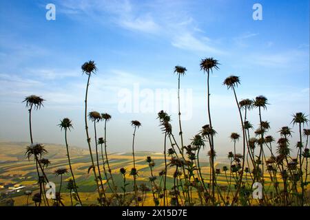 Silybum marianum, Distel. Gebräuchliche Namen - Mariendistel, gesegnete Mariendistel, Mariendistel, Mariendistel, Mariendistel, mediterrane Milch Stockfoto